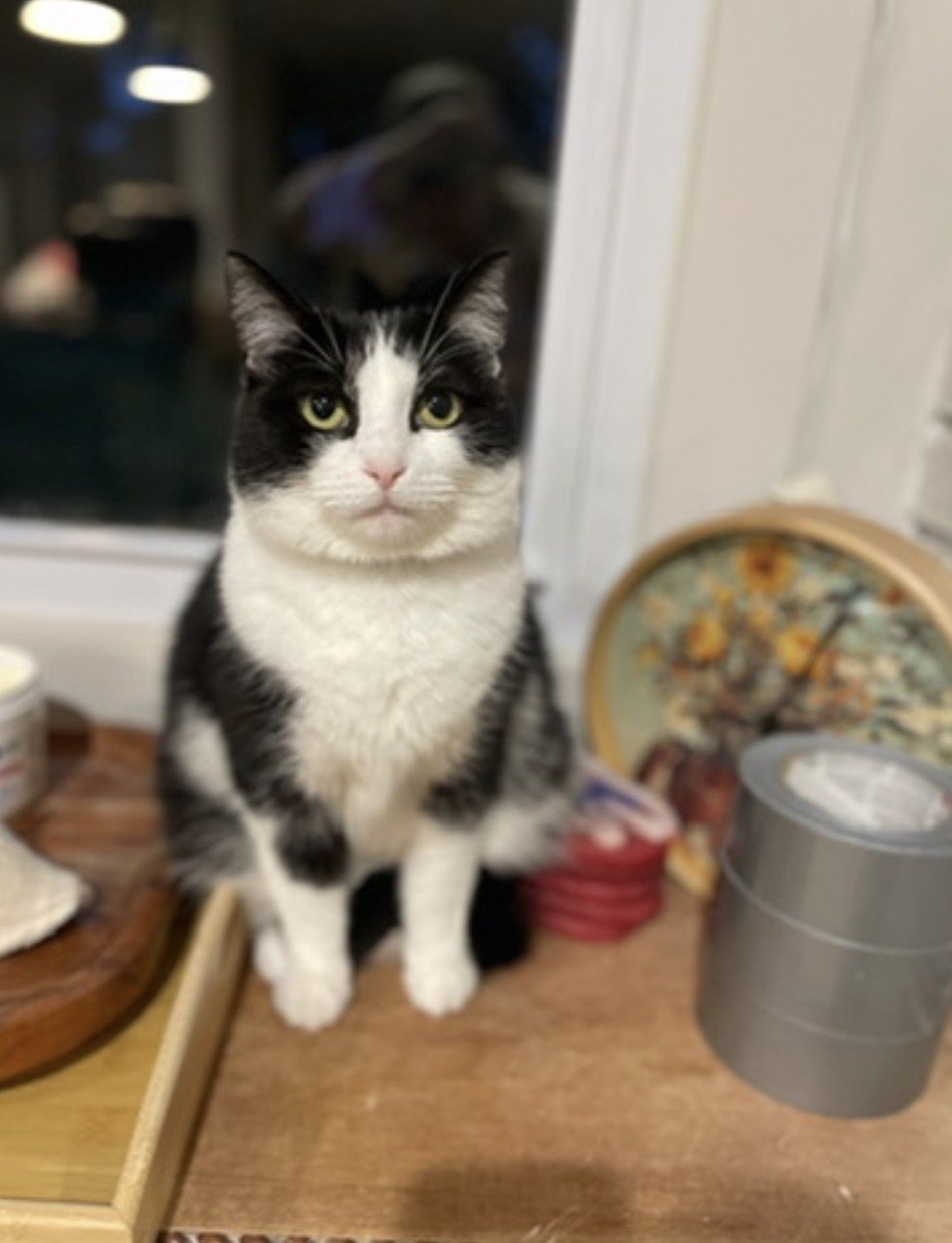 A tuxedo cat sitting on a wooden table