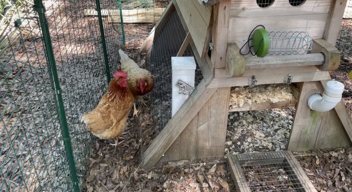 A hen by her backyard coop