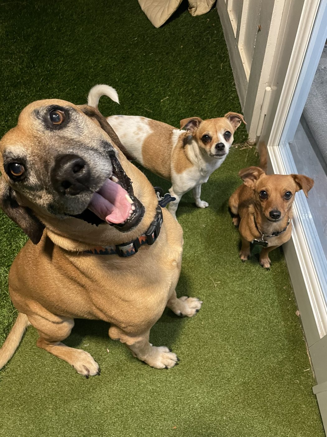A smiling tan dog with two small dogs on turf
