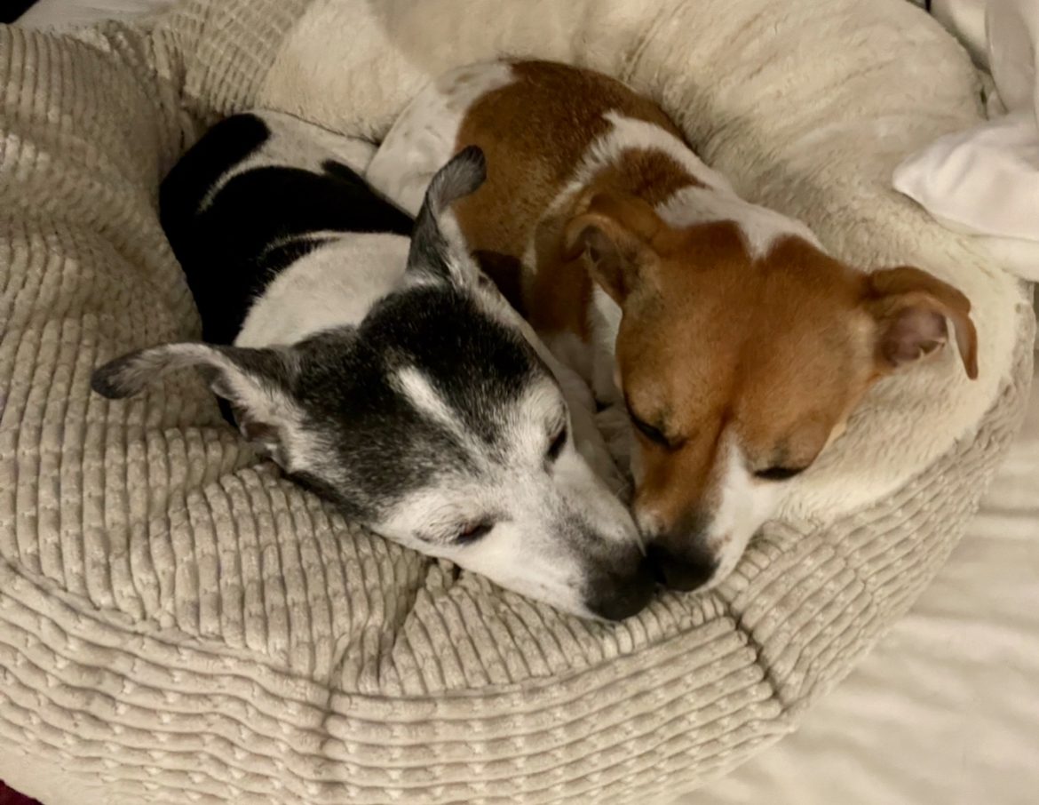 Two small dogs curled up together in a fluffy bed