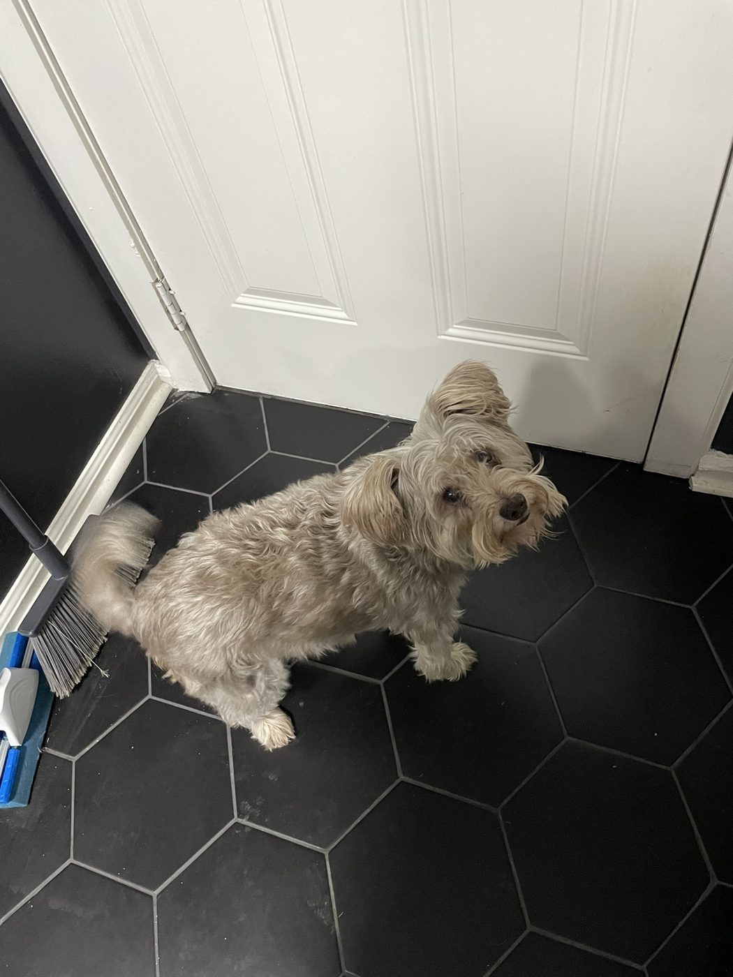 A fluffy little dog posing on a black tile floor