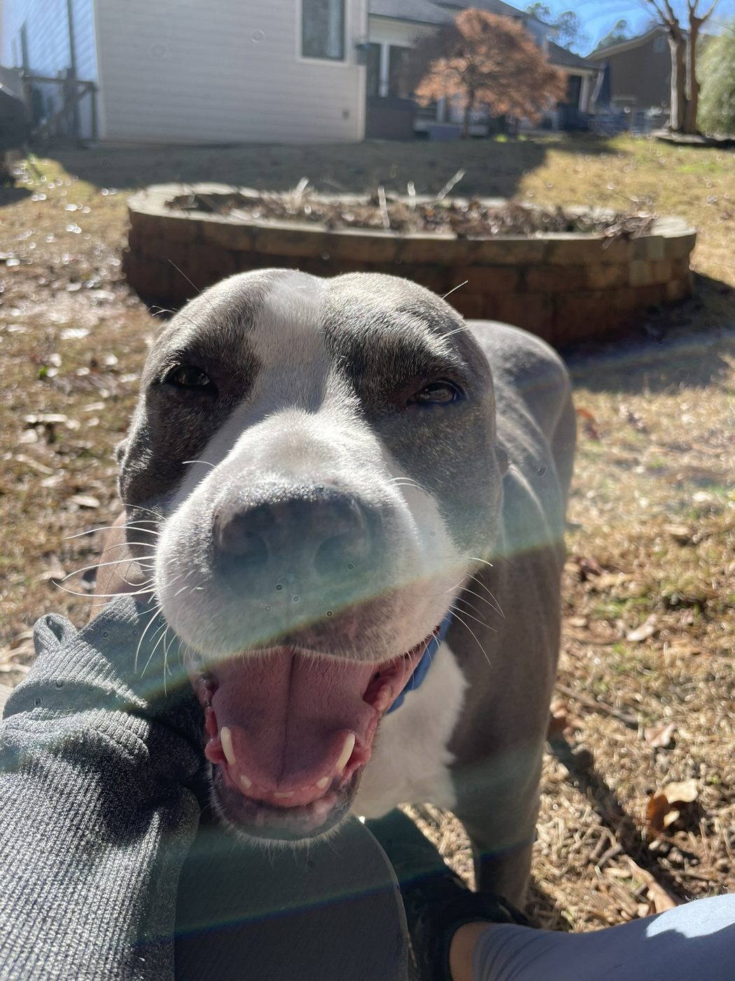 A grinning pit bull taking a selfie with Natalie