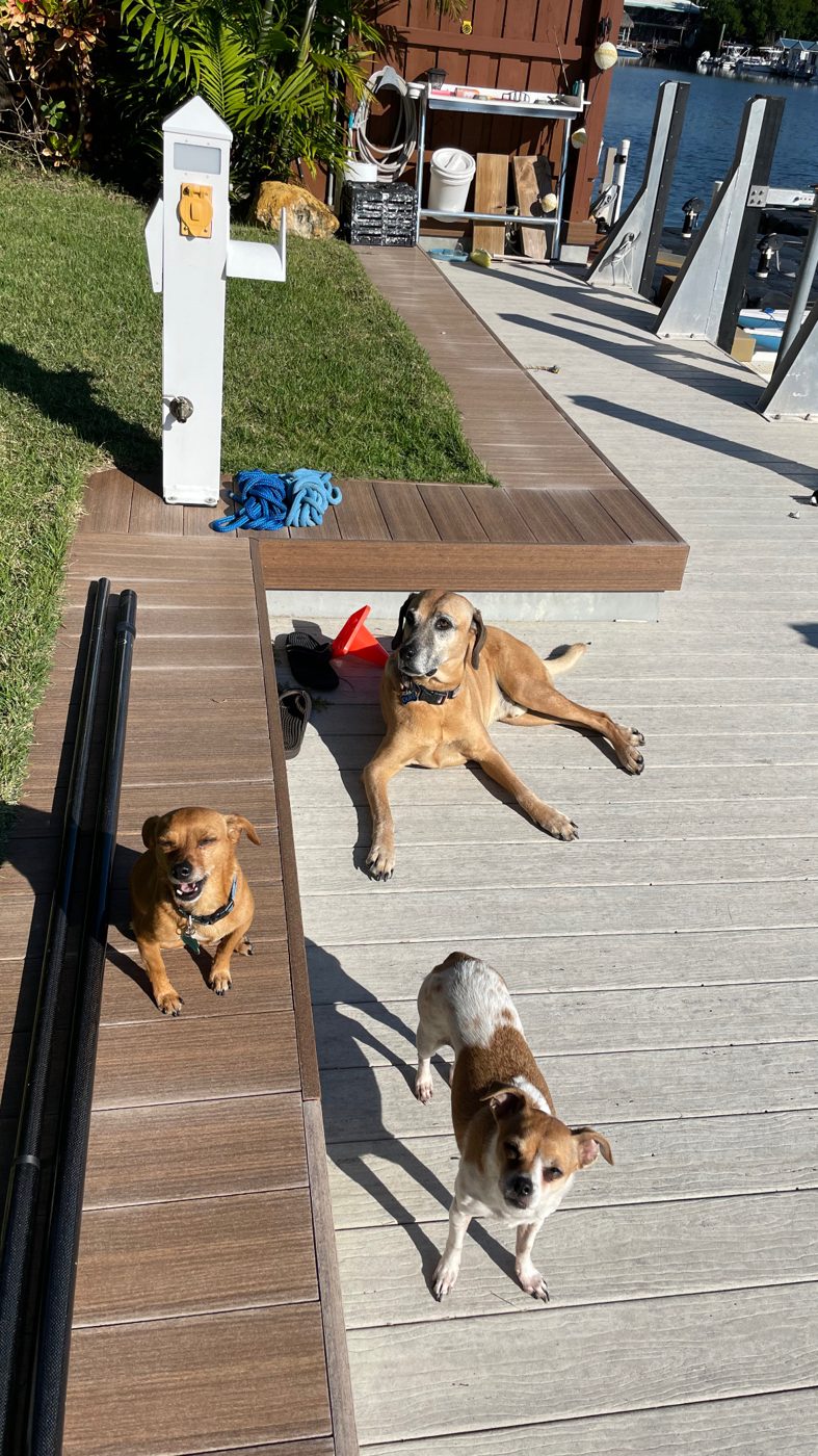 Several dogs playing on a waterfront dock