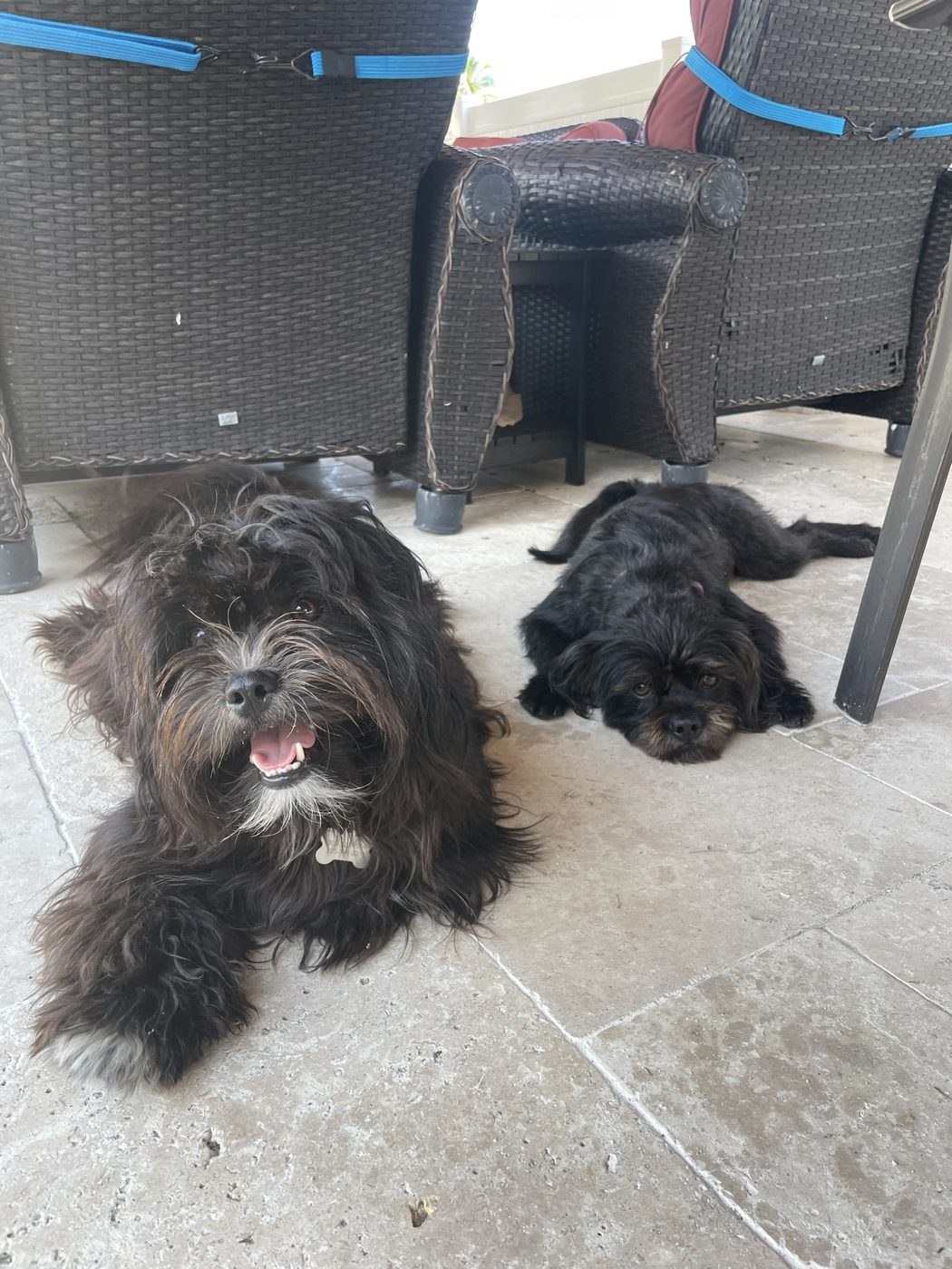 Two fluffy dark dogs lounging on a patio