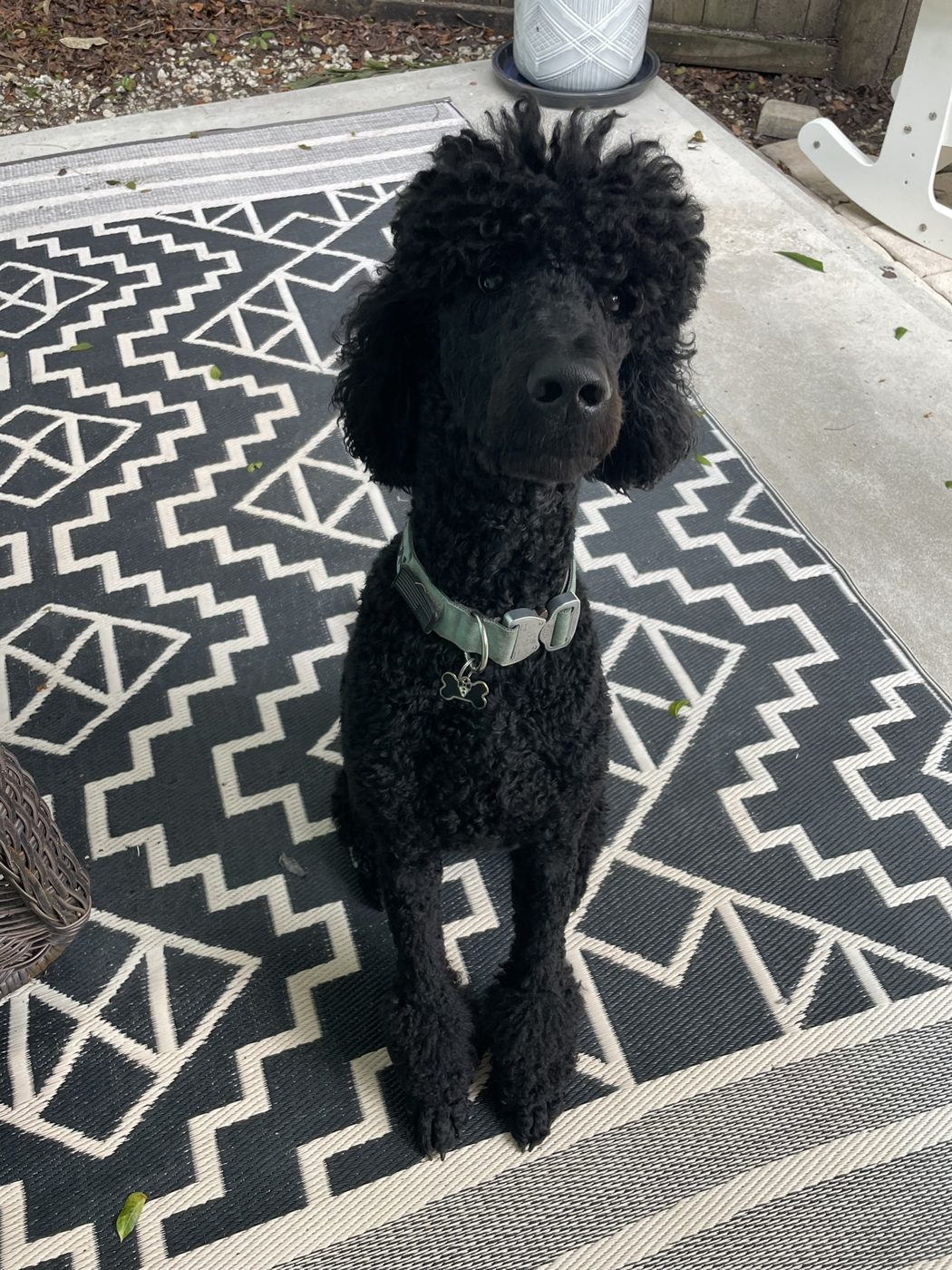 A black standard poodle sitting on a patterned rug
