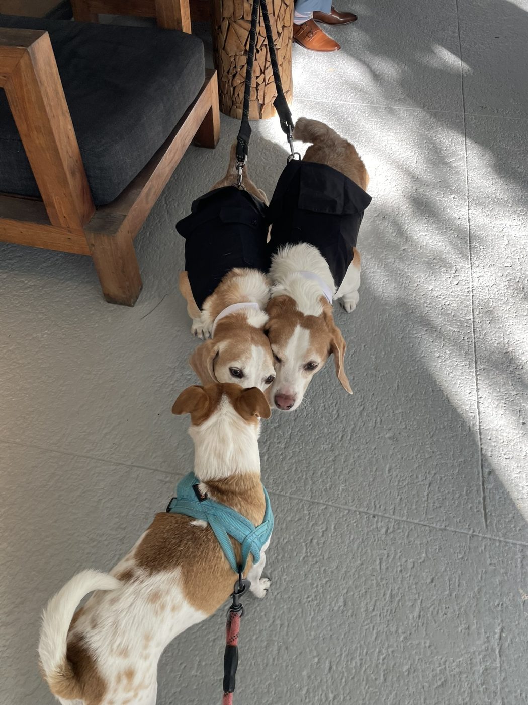 Three dogs on leashes ready for a walk
