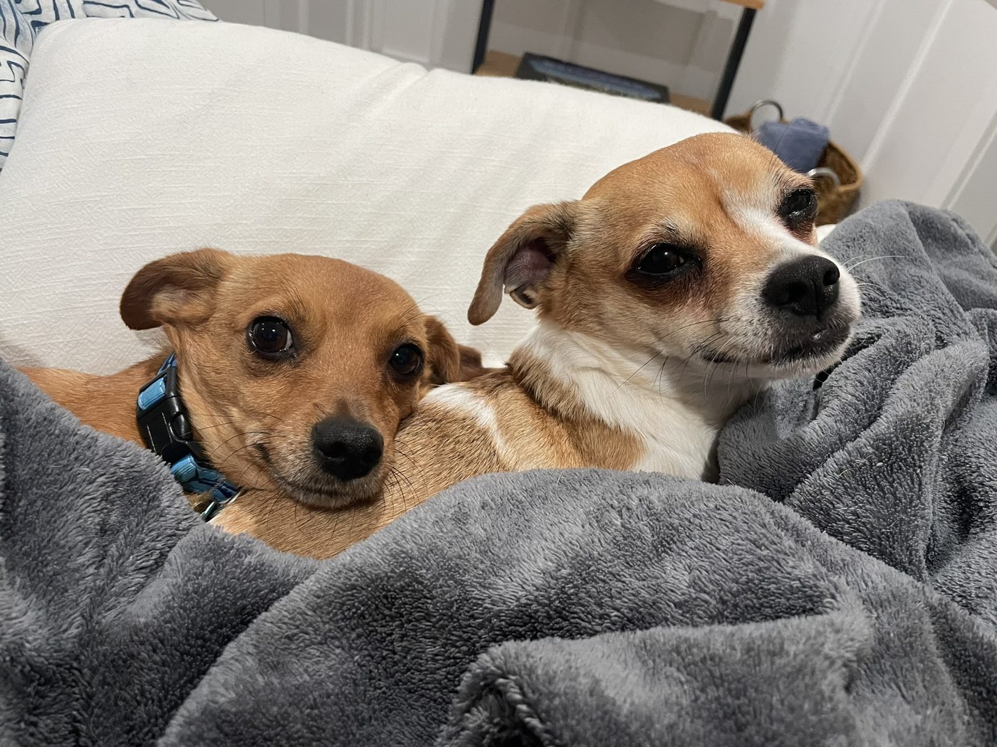 Two chihuahua mixes snuggled under a blanket