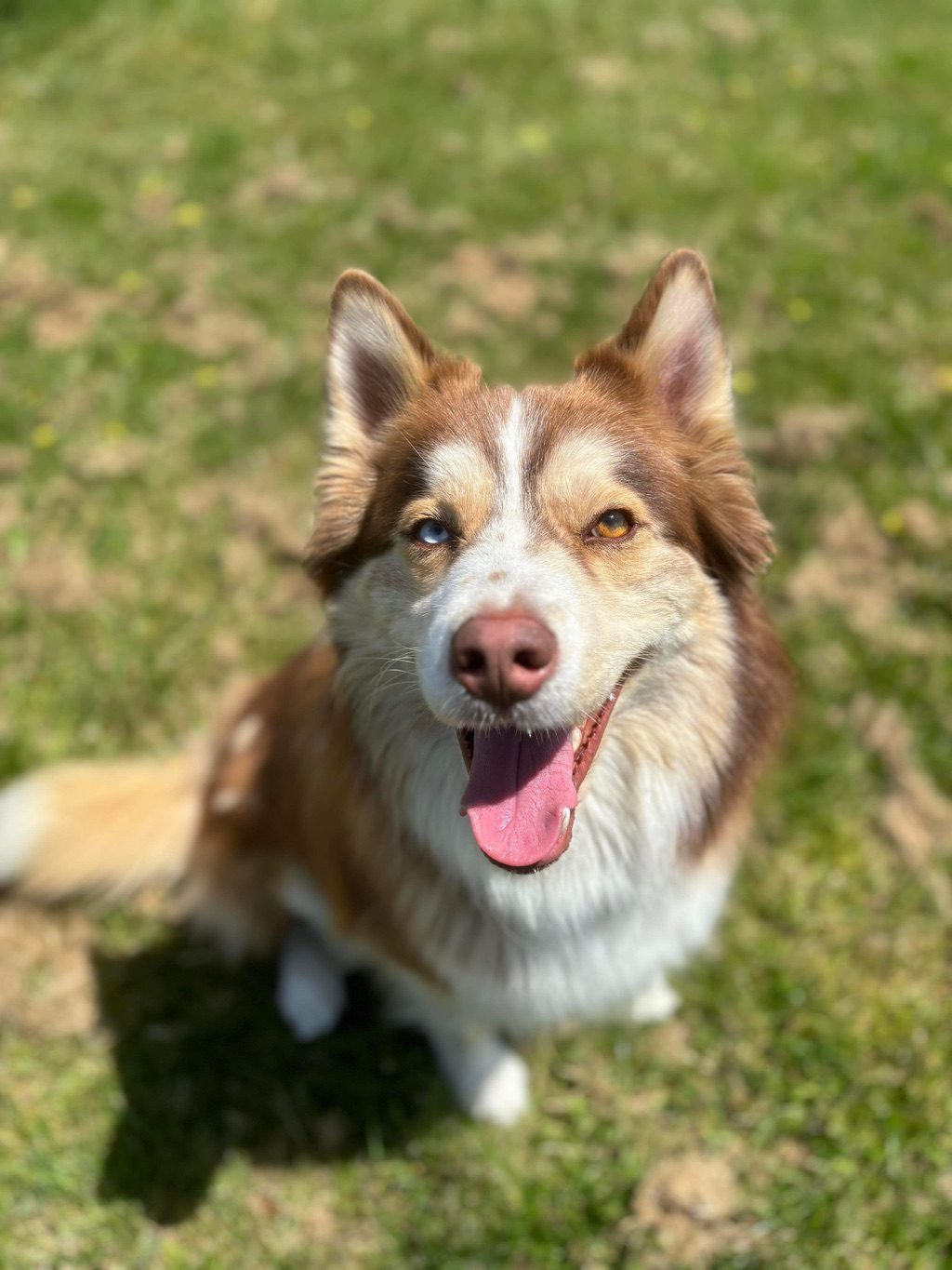 A happy husky mix sitting in the grass