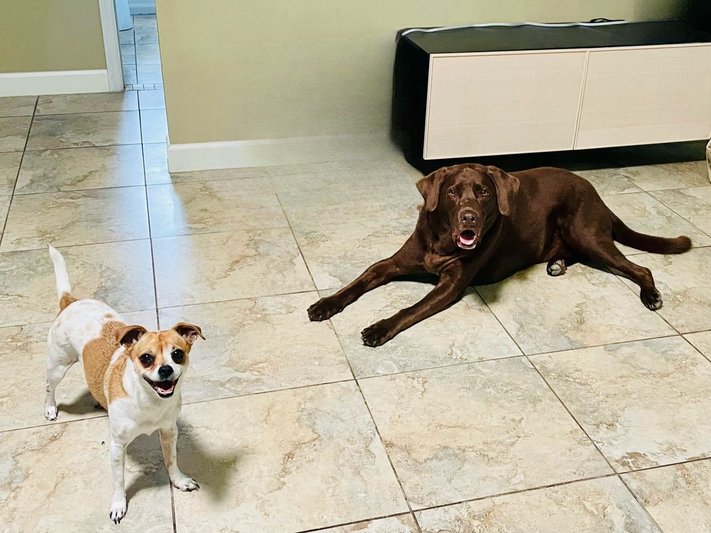 A chocolate Lab and a small terrier on a tile floor