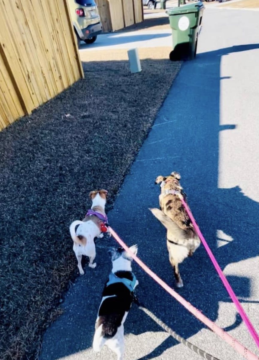 A pack walk with four small dogs on a sunny path