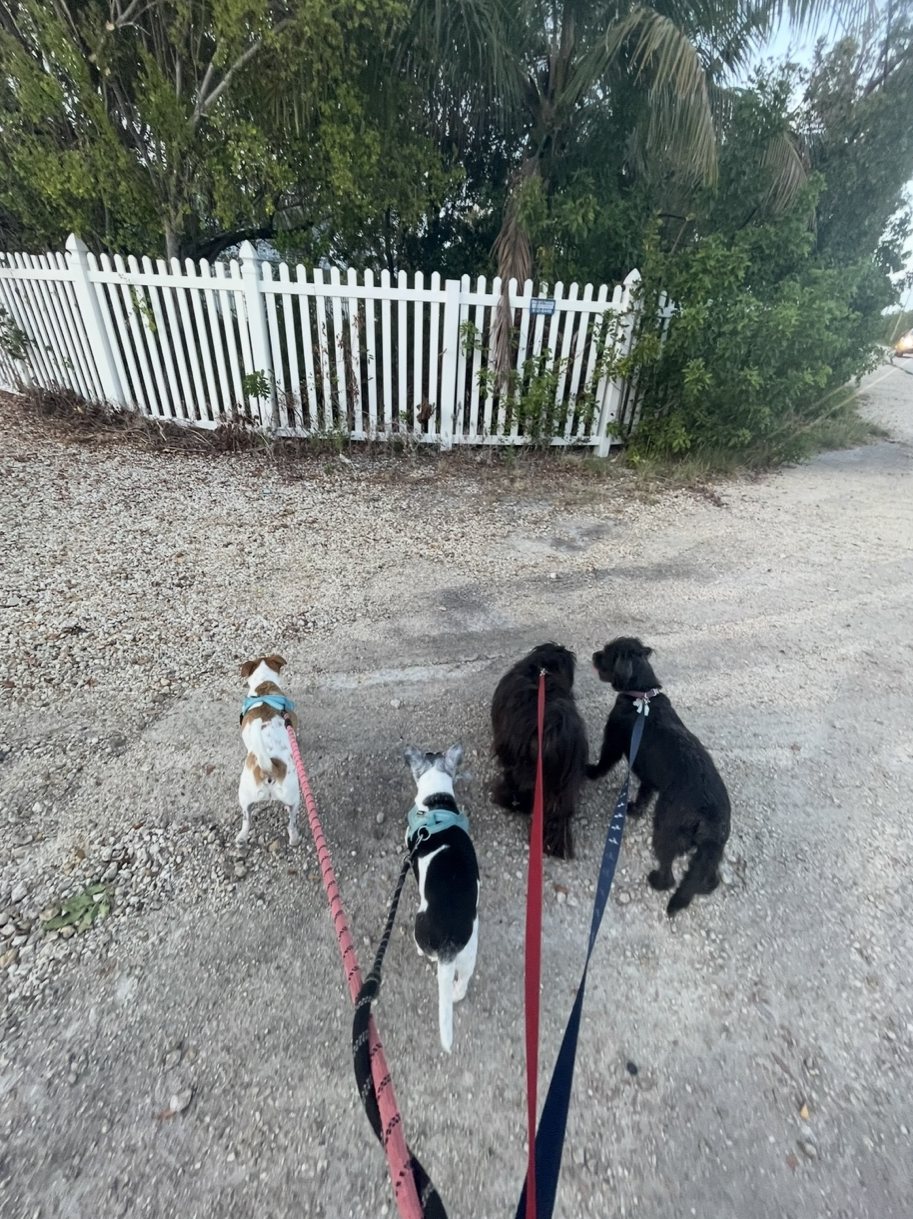 Four dogs on a group walk past a white picket fence